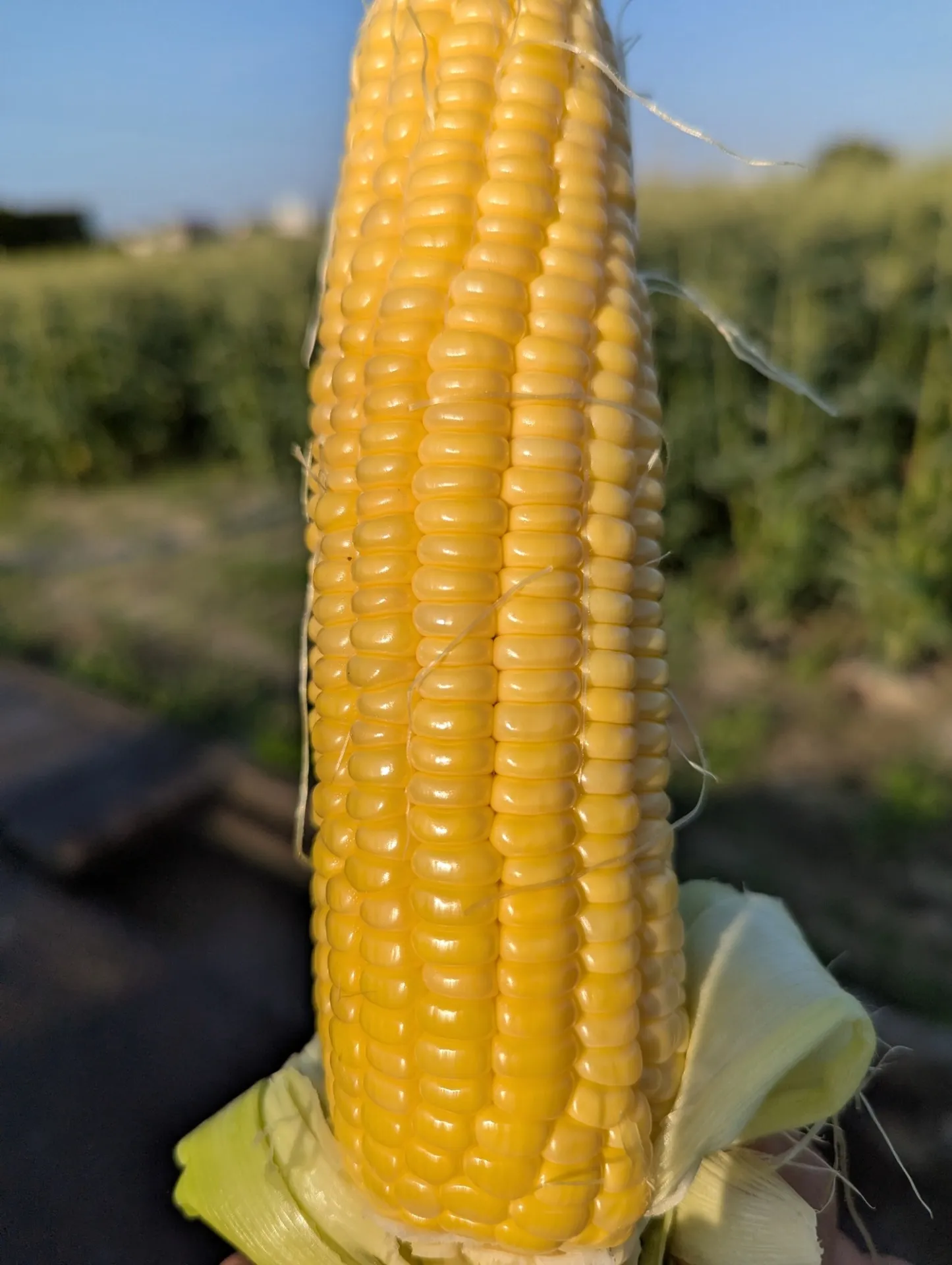 まもなくトウモロコシ終了します。